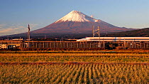 Shinkansen bullet train passing through harvested rice fields at sunset, with Mount Fuji in the background, Honshu, Japan, November 2017. Hellier