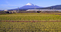 Panning shot of a Shinkansen bullet train passing through harvested rice fields, with Mount Fuji in the background, Honshu, Japan, November 2017. Hellier