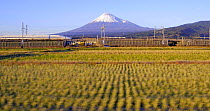 Panning shot of a Shinkansen bullet train passing through harvested rice fields, with Mount Fuji in the background, Honshu, Japan, November 2017. Hellier