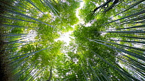 Timelapse looking up at the canopy of a Tortoise shell bamboo (Phyllostachys edulis) forest, Sagano Bamboo Forest, Kyoto Prefecture, Japan, November 2017. Hellier