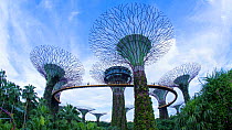 Timelapse of people visiting the Supertree Grove, Each tree is a large vertical garden, Gardens by the Bay, Singapore, June 2017. Hellier