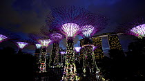 Wide angle shot of the Supertree Grove illuminated at night, Each tree is a large vertical garden, Gardens by the Bay, Singapore, June 2017. Hellier