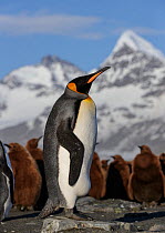 King penguin (Aptenodytes patagonicus) with chicks in background. St Andrews Bay, South Georgia. October 2017.