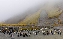 King penguin (Aptenodytes patagonicus) colony in Royal Bay, South Georgia. October 2017.
