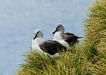 Grey-headed albatross (Thalassarche chrysostoma), pair at nest.  Elsehul, South Georgia. October.