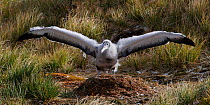 Wandering albatross (Diomedea exulans), chick exercising wings on nest. Prion Island, South Georgia, October.