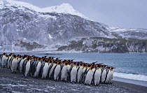 King penguin (Aptenodytes patagonicus) colony in Right Whale Bay, South Georgia. September 2017.