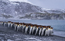 King penguin (Aptenodytes patagonicus) colony in Right Whale Bay, South Georgia. September 2017.
