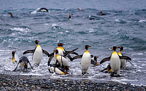 King penguin (Aptenodytes patagonicus) group coming ashore in Right Whale Bay, South Georgia. October.