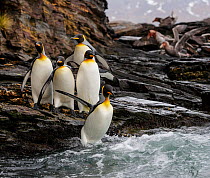 King penguin (Aptenodytes patagonicus) group on rocks, jumping into South Atlantic. St Andrews Bay, South Georgia. October.