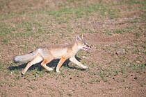 Corsac fox (Vulpes corsac} running over steppe grassland, Mongolia, June.