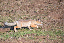 Corsac fox (Vulpes corsac) stalking a rodent, Mongolia, June.