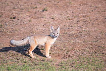 Corsac fox (Vulpes corsac) on steppe grassland, Mongolia, June.