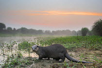 Smooth-coated otter (Lutrogalle perspicillate) about to enter a marsh at dawn, Dudhwa National Park, Uttar Pradesh, India. Photographed using a camera trap.