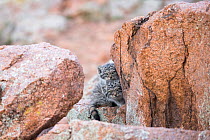 Two juvenile Pallas' cats (Otocolobus manul) sitting on a rock near to their den, Mongolia, June.