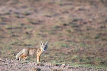 Corsac fox (Vulpes corsac) looking at camera, Mongolia, June.