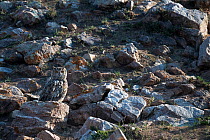 Eurasian eagle owl (Bubo bubo) perched on a rock, Mongolia, June.
