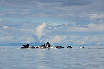 Humpback whales (Megaptera novaeangliae) bubble net feeding on herring, with sea gulls trying to snatch fish, Kupreanof Island, Frederick Sound, Inside Passage, southeastern Alaska, USA, July.