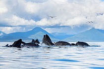 Humpback whales (Megaptera novaeangliae) bubble net feeding on herring, with sea gulls hoping to snatch fish; baleen can be seen in the open mouths of several of the whales; Kupreanof Island, Frederic...