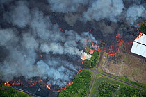 Lava originating from Kilauea Volcano, erupting from fissure 8, near Pahoa,  flowing through lower Puna into Kapoho, destroying agricultural properties and burning trees, streets, and structures, Hawa...