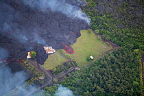 Lava originating from Kilauea Volcano, erupting from fissure 8, near Pahoa,  flowing through lower Puna into Kapoho, destroying agricultural properties and burning trees, streets, and structures, Hawa...