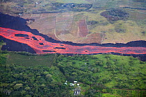 Aerial view of lava river flowing toward Kapoho, Puna District from fissure 8 of Kilauea volcano, near Pahoa, Hawaii. The vegetation on the windward side of the lava river is lush and green, while it...