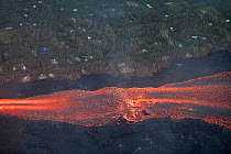 Aerial view of lava river, flowing past remaining homes, toward Kapoho, Puna District. Lava emanating from  erupting from fissure 8 of Kilauea volcano, near Pahoa, Hawaii. June 2018.