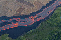 Lava erupted from Fissure 8 of the Kilauea Volcano flowing through agricultural plots. Kapoho, Puna District, Hawaii. Plants on the windward side of the lava river remain live and green, while vegetat...