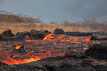 River of lava erupting from fissure 8 of the Kilauea Volcano, near Pahoa, flowing through Kapoho, Puna District, Hawaii June 2018.