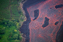 Aerial view of a wide river of lava flowing past an orchard in Kapoho, Puna District, Hawaii. June 2018.
