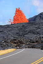 Lava from Kilauea Volcano erupts from a fissure on Pohoiki Road, near Pahoa, Puna District, Hawaii. Downed power poles and guy wires are embedded in the front of the lava flow as it pushes along the s...