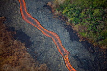 River of lava flowing through Puna District, with vegetation on the downwind side of the lava river (lower left) which has been killed by toxic fumes emitted by the lava. This lava erupted fissures in...