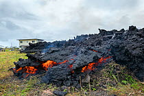 A'a lava flowing over land, where it has pushed down a house and set it on fire. The lava originated from Pu'u O'o, Kilauea Volcano, from a fissure in Leilani Estates, near Pahoa, Puna, Hawaii, USA....