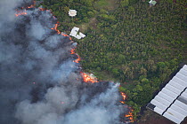 Lava flowing through lower Puna into Kapoho, destroying agricultural properties and burning trees and structures. The lava originated rom Kilauea Volcano, erupting from fissure 8, Leilani Estates, nea...