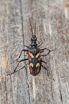 Two-banded Longhorn Beetle ( Rhagium bifasciatum), adult,Bavarian Forest National Park, Bavaria, Germany.