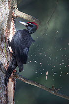 Black Woodpecker (Dryocopus martius), adult male excavating tree trunk, Bavarian Forest National Park, Bavaria, Germany