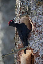 Black woodpecker (Dryocopus martius), adult male, at nest hole in a tree, Bavarian Forest National Park, Bavaria, Germany