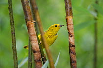 Yellow warbler (Dendroica petechia) at Yellow-Bellied Sapsucker site (Sphyrapicus varius) damage in tree to eat sap. Sapsuckers damages trees trunks to feed on sap. Teton National Park, Wyoming, USA....