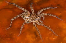 Wolf spider, (Lycosidae) in hot spring, on Bacterial mat, Yellowstone National Park, Wyoming, USA, September.