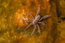 Wolf Spider, (Lycosidae) in hot spring, on Bacterial mat, Yellowstone National Park, Wyoming, USA, June.
