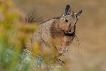 Wolffsohn&#39;s viscacha (Lagidium wolffsohni) Future Patagonia National Park, Chile.