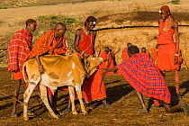 Maasai man shooting arrow to open jugular vein on cow for blood drinking ceremony. Maasai Mara, Kenya September 2006.
