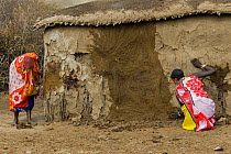 Maasai women working on mud hut Maasai village, Kenya. September 2006.