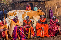 Maasai village elders with drinking gords with cow and children in front of hut, Maasai village, Kenya. September 2006.