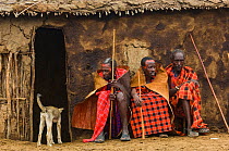 Maasai village elders and dog, Maasai village, Kenya. Africa. September 2006.