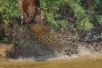 Jaguar (Panthera onca) male, hunting Capybara (Hydrochoerus hydrochaeris) leaping away, Pantanal Matogrossense National Park, Pantanal, Brazil. Sequence 1 of 3