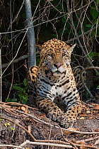 Jaguar (Panthera onca) resting, Cuiaba River, Pantanal Matogrossense National Park, Pantanal, Brazil.