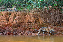 Jaguar (Panthera onca) female and one year old cub on riverbank, Cuiaba River, Pantanal Matogrossense National Park, Pantanal, Brazil.
