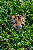 Jaguar (Panthera onca) male hunting, peering through grass, Cuiaba River, Pantanal Matogrossense National Park, Pantanal, Brazil.