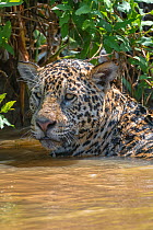 Jaguar (Panthera onca) male in water, Cuiaba River, Pantanal Matogrossense National Park, Pantanal, Brazil.